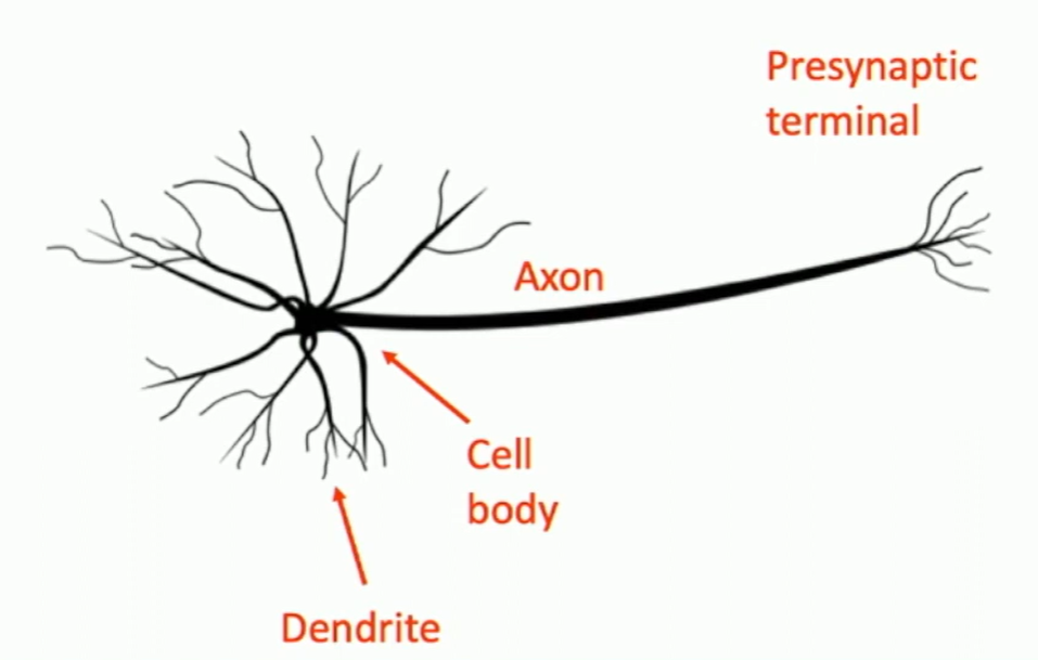 Biological Neurons